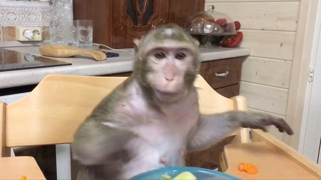 Домашние макаки.Обед смотреть онлайн