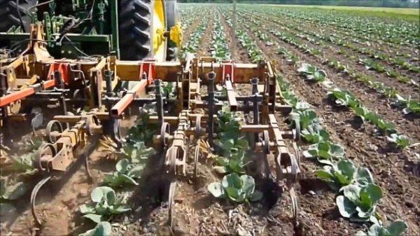 KULT Kress Weed Control Solution For Cabbage