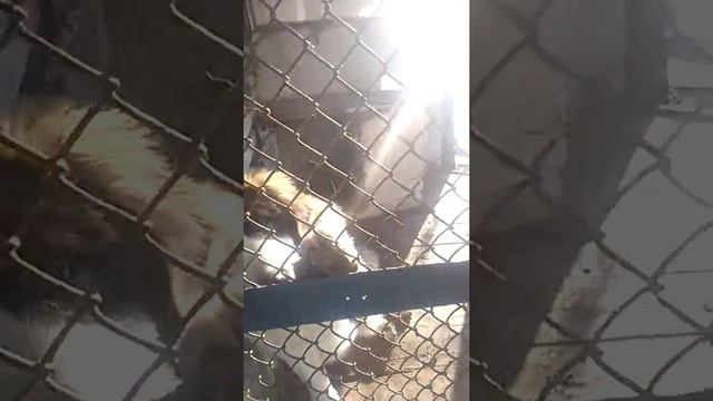 Правда милая собачка по имени моника смотреть онлайн