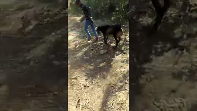 Bakra riding смотреть онлайн