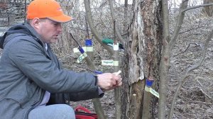 Прививка яблони способами улучшенной копулировки и в боковой расщеп