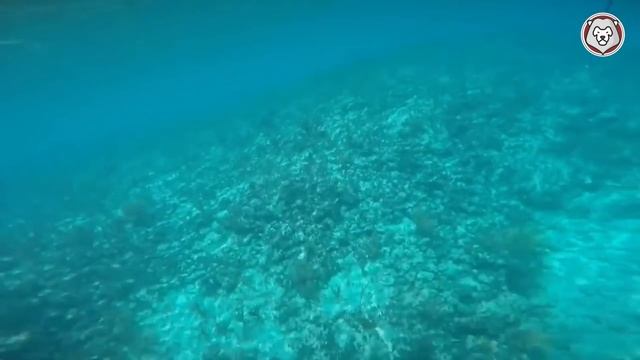 Через Секунду на Него Нападет Акула / Шокирующие Встречи с Акулами, Снятые на Камеру смотреть онлайн