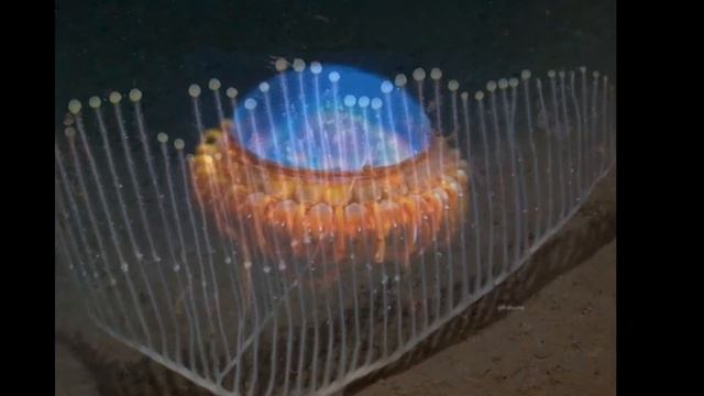 самые необычные морские животные смотреть онлайн