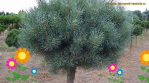 Сосна обыкновенная на штамбе ватерери штамб. Краткий обзор, описание характеристик pinus sylvestris