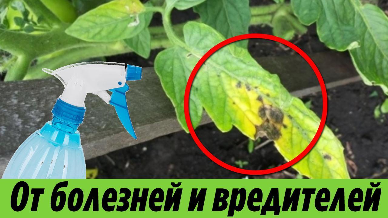 Обработайте ТОМАТЫ летом и ФИТОФТОРЫ не будет НИКОГДА Внекорневая подкормка томатов от болезней смотреть онлайн