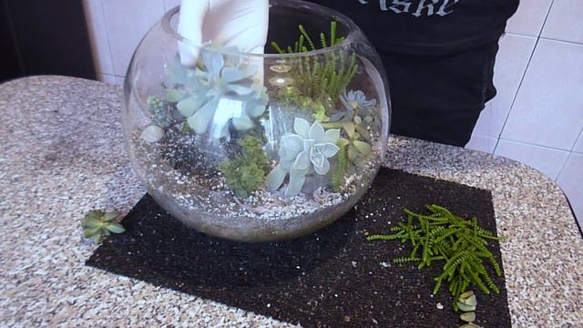 Succulent terrarium and its maintenance. My succulents garden in a spherical glass aquarium. смотреть онлайн