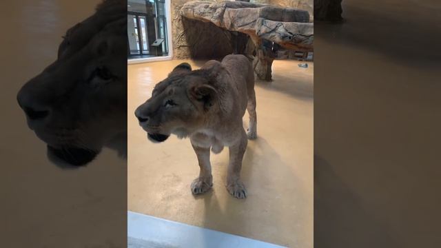 НАША ПОЕЗДКА В КАЗАНЬ ??? КАЗАНСКИЙ ЗООБОТАНИЧЕСКИЙ САД ? смотреть онлайн