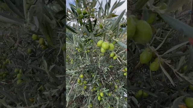 #оливки в #сочи всё же вызревают?