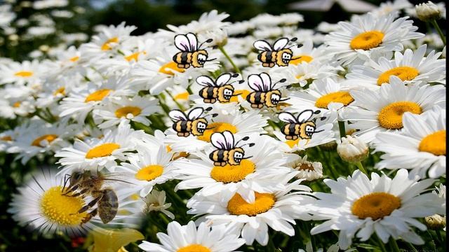 Футаж Медовый Спас 3 смотреть онлайн