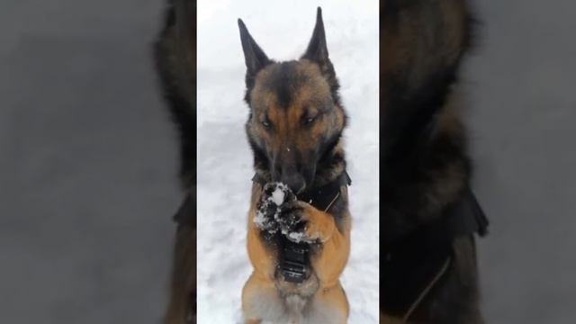 Эдит(Самоед,Малинуа, Хаски)