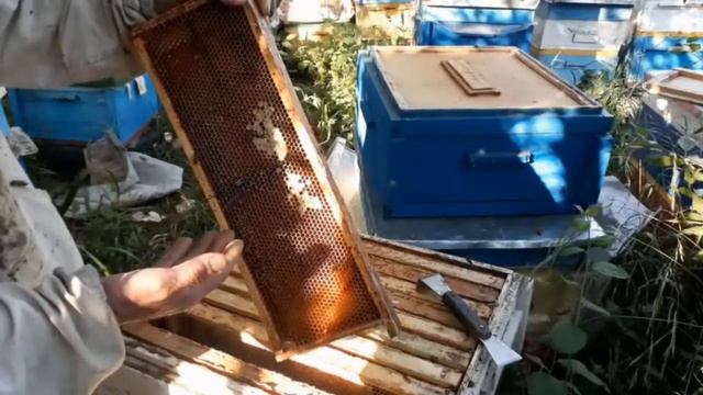 ЗАБИРАЕМ В ОСНОВНОМ ПЕЧАТНЫЙ МЁД - ПОЧЕМУ?