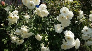 Роза Айсберг флорибунда . Суперцветение осенью. Октябрь.