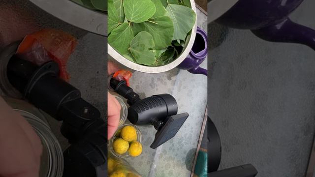 Flying Dragon Survival Drink 1, #150, смотреть онлайн