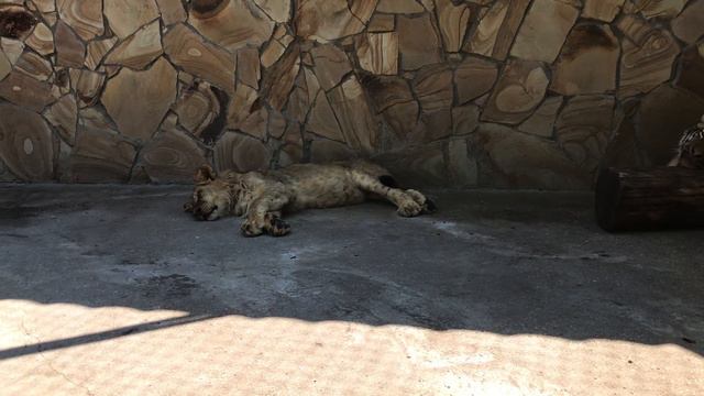 Львенок-говорун и его друг тигренок) Тайган Talking Lion Cub And His Friend Tiger) Taigan