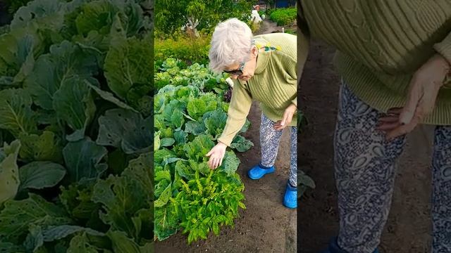 Базилик Лимонный#подпишись #домашниезаготовкиназиму смотреть онлайн