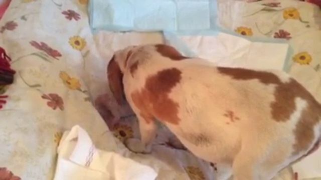 Роды эстонской гончей с ПИКа смотреть онлайн