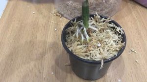 Посадка орхидей-морковок / Fredclarkeara / Мой способ