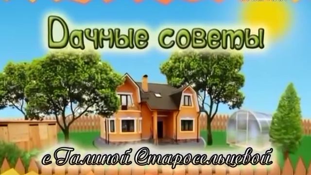 Дачные советы 28.07.2016. Посев корнеплодов для зимнего хранения и уход за бахчевыми культурами смотреть онлайн