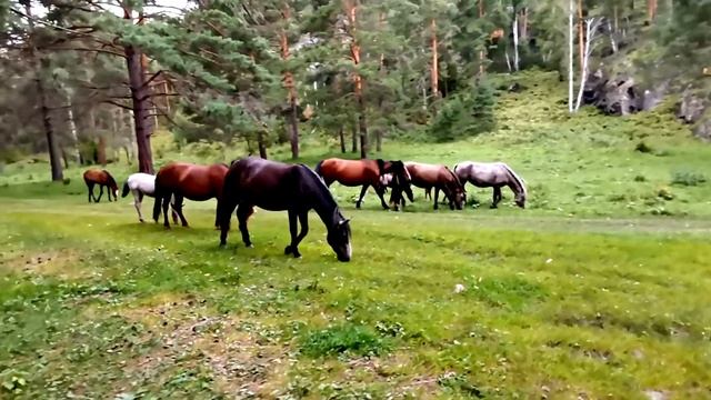 Как правильно объезжать диких алтайских лошадей? Мастер класс от первого лица. смотреть онлайн