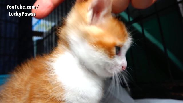 Poor Little Kitten Blind But Very Happy 🐈 ( hungry kitten wants food ) lucky paws - part 8 смотреть онлайн