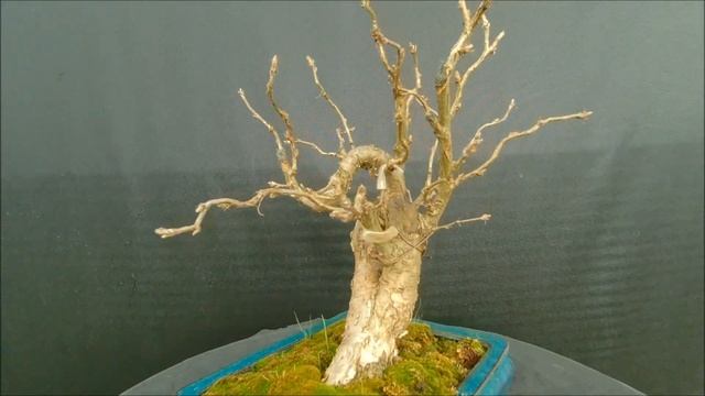 Краски осени бонсай на улице 2020 карагана древовидная Caragána arboréscens