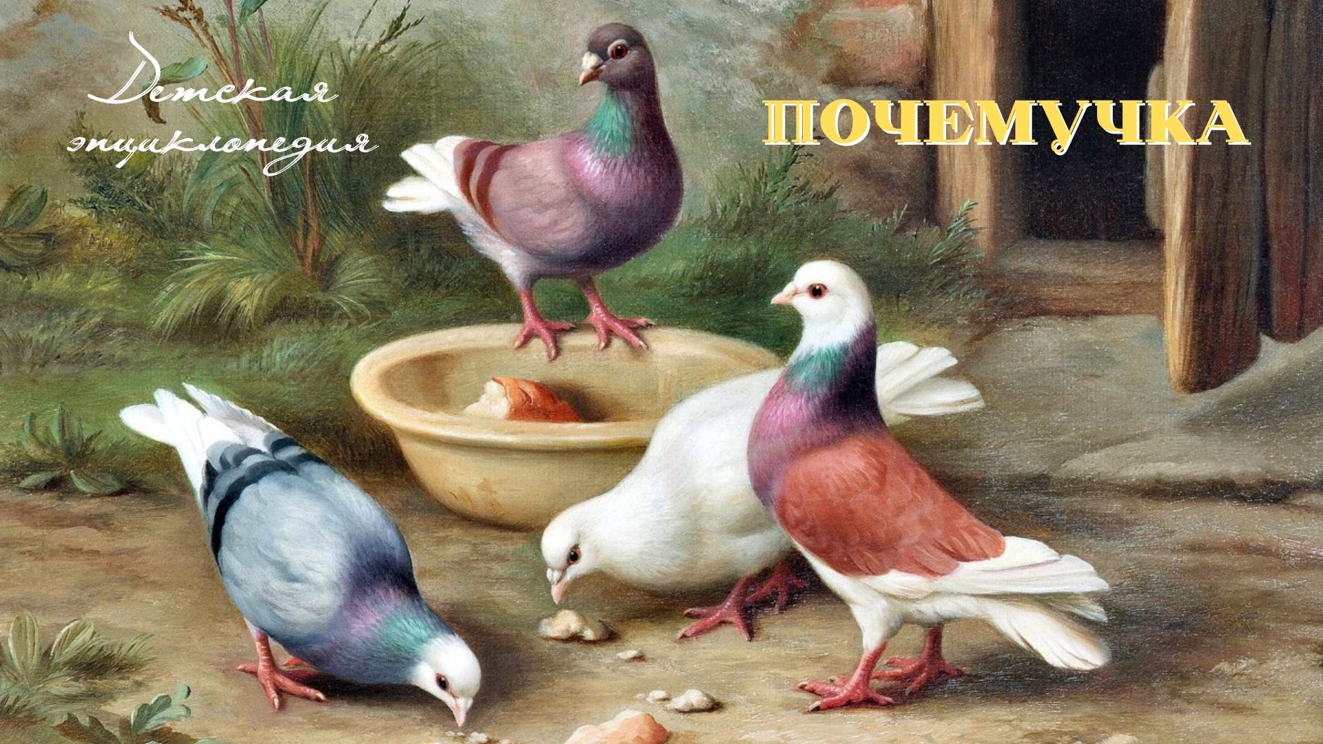 0+ 14 интересных фактов о голубях. Почемучка. Детская энциклопедия. смотреть онлайн