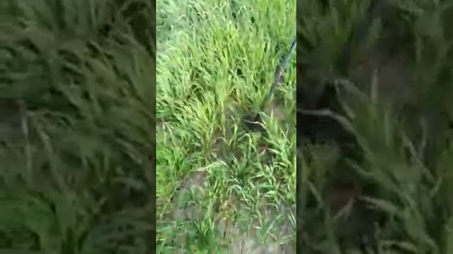 Md 6350 metal dedektör sivas!!!! смотреть онлайн