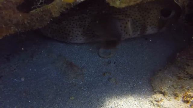 Porcupine Fish смотреть онлайн