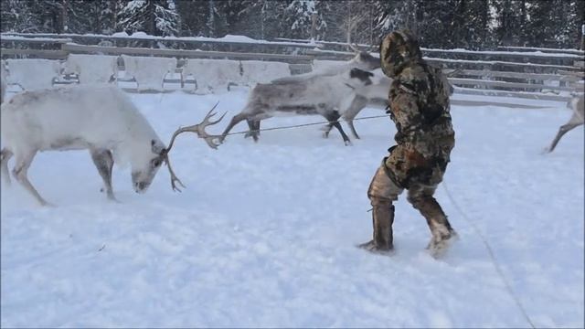 Подготовка оленей для упряжки...