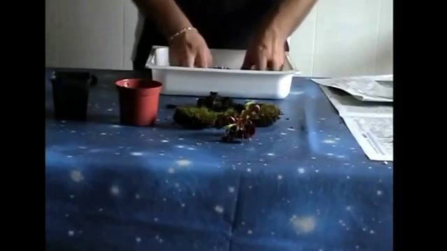 Как пересадить венерину мухоловку смотреть онлайн