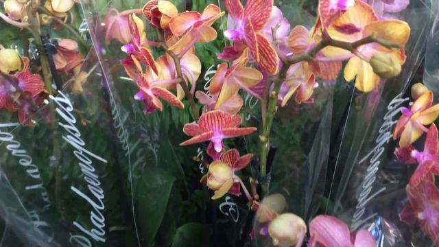 Свежий завоз орхидей в Оби 1 мая 2019 г. Еду купить орхидею)))