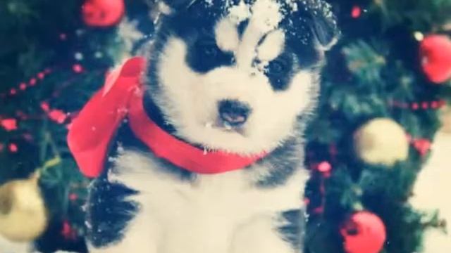 С новым годом мои хаси. Это праздник НОВЫЙ ГОД !!!!!!!!! это вам. смотреть онлайн