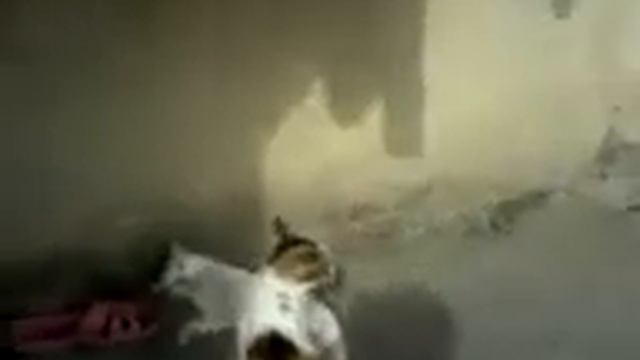 Копия видео шемпияр смотреть онлайн