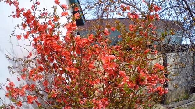 Райские яблочки цветут яркими розовыми цветочками смотреть онлайн