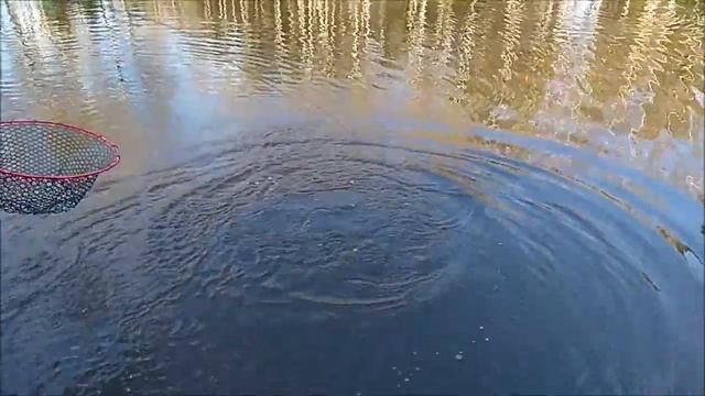 Форель лучше отзывается на резину, но не отказывается и от железок. Клёвое место, Лосиный остров. смотреть онлайн
