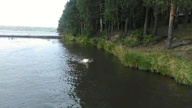 Лабрадор Одри плавает, лето 2016 смотреть онлайн