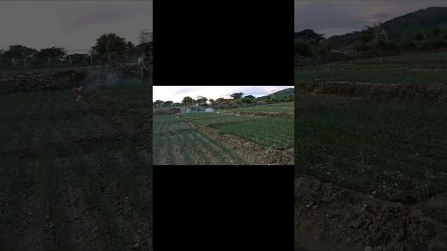 Cabrio Top & Cyrux 5 EC Insecticide & Dihten M45 Neotec