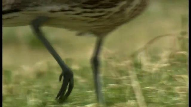 Большой кроншнеп - птица 2011 года Беларуси | Film Studio Aves смотреть онлайн