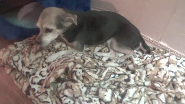 Нюра болеет , почти не ходит. смотреть онлайн