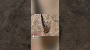 Горе охотники весной стреляют глухарок на дороге.