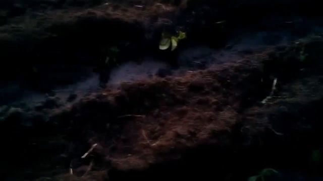 Посадка клубники. Часть 1 смотреть онлайн