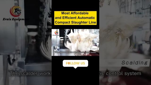 Most Affordable and efficient Automatic Compact Slaughter Line смотреть онлайн