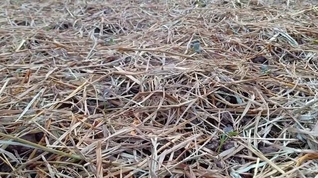 Brilliant Purple Pak Choi! How to Grow Purple Pak Choi from seeds till harvest at home by NY SOKHOM смотреть онлайн