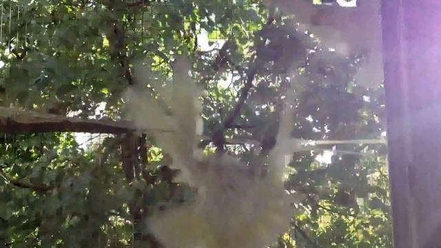 Почему я люблю какаду? =``DDD смотреть онлайн