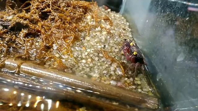 Краб вампир Geosesarma dennerle смотреть онлайн