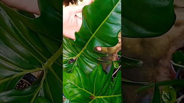 GROW BIGGER PHILODENDRON DRAGON смотреть онлайн