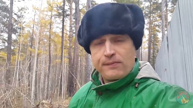 Дары хвойные. Сера Кедровая. Смола. Живица кедровая. Жвачка хвойная. Орешки.Травка супер смотреть онлайн
