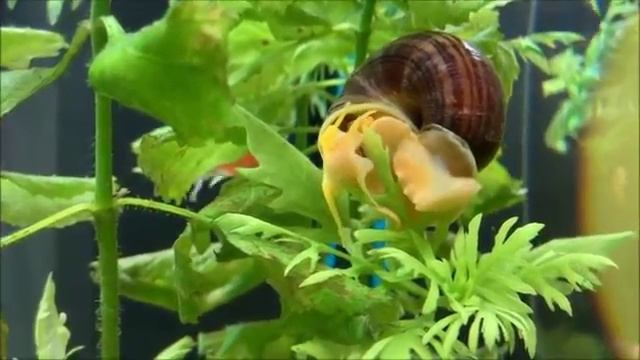 Улитки Ампулярии. Содержание, уход, размножение . смотреть онлайн