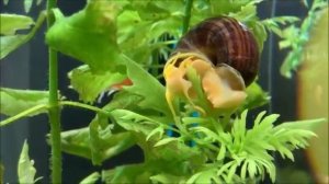 Улитки Ампулярии. Содержание, уход, размножение .