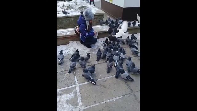 Северобайкальск, кормим голубей смотреть онлайн